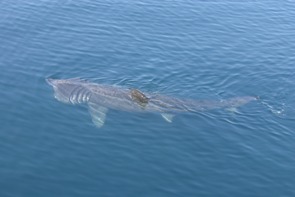 Basking shark in the Hebrides